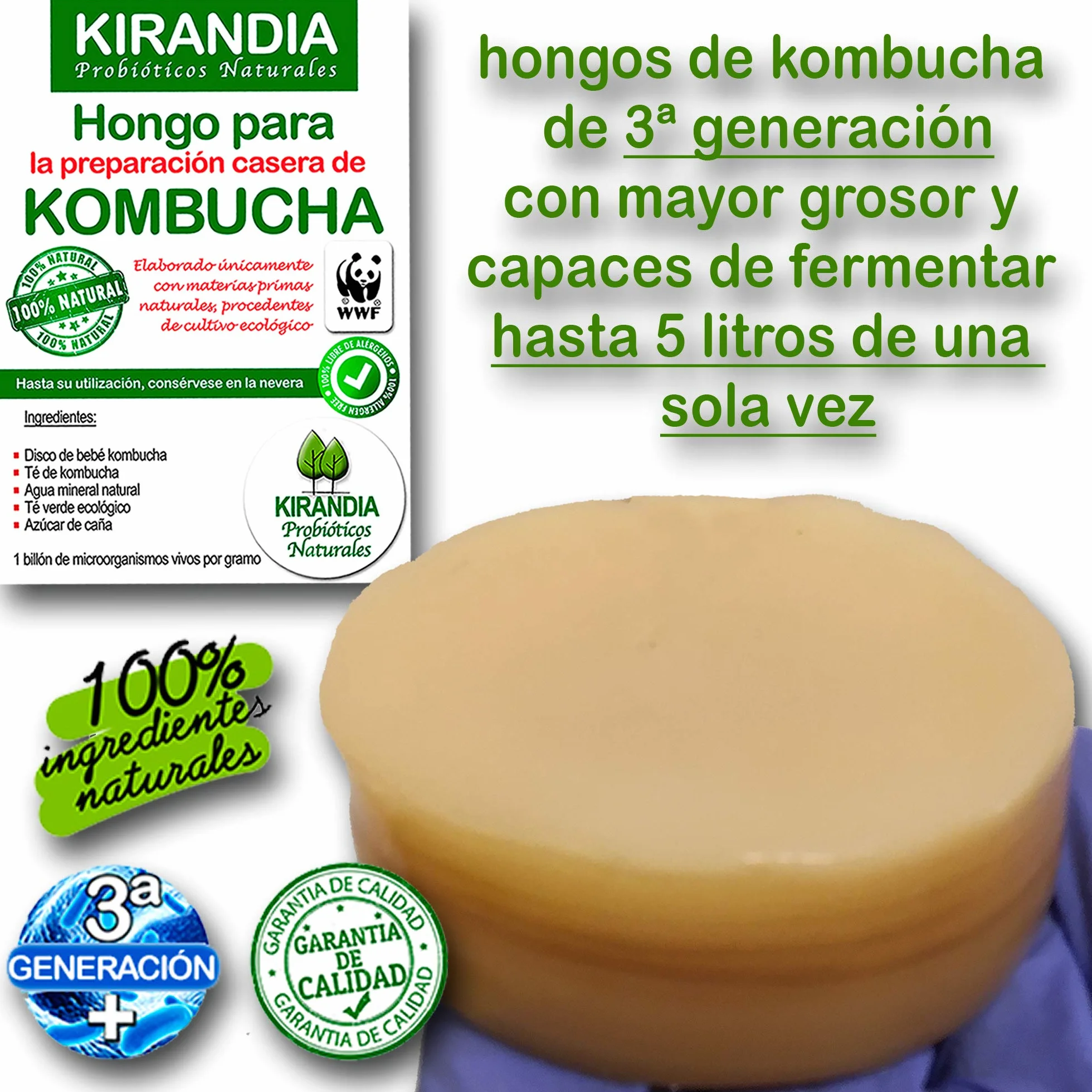 KOMBUCHA ŚWIEŻE DZIECKO KOMBUCHA, SCOBY KOMBUCHA - z rejestracją zdrowotną (RGSEAA) - Przygotuj własną organiczną herbatę Kombucha w domu