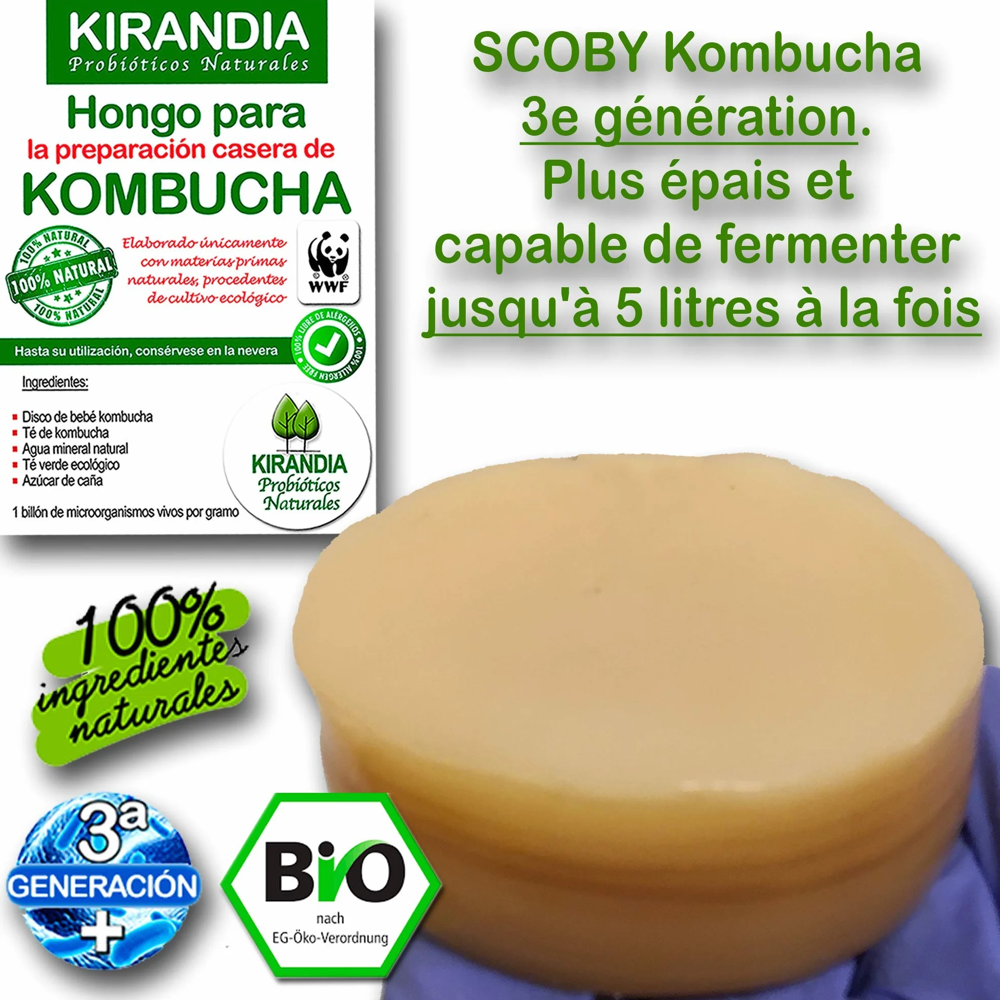 KOMBUCHA ŚWIEŻE DZIECKO KOMBUCHA, SCOBY KOMBUCHA - z rejestracją zdrowotną (RGSEAA) - Przygotuj własną organiczną herbatę Kombucha w domu