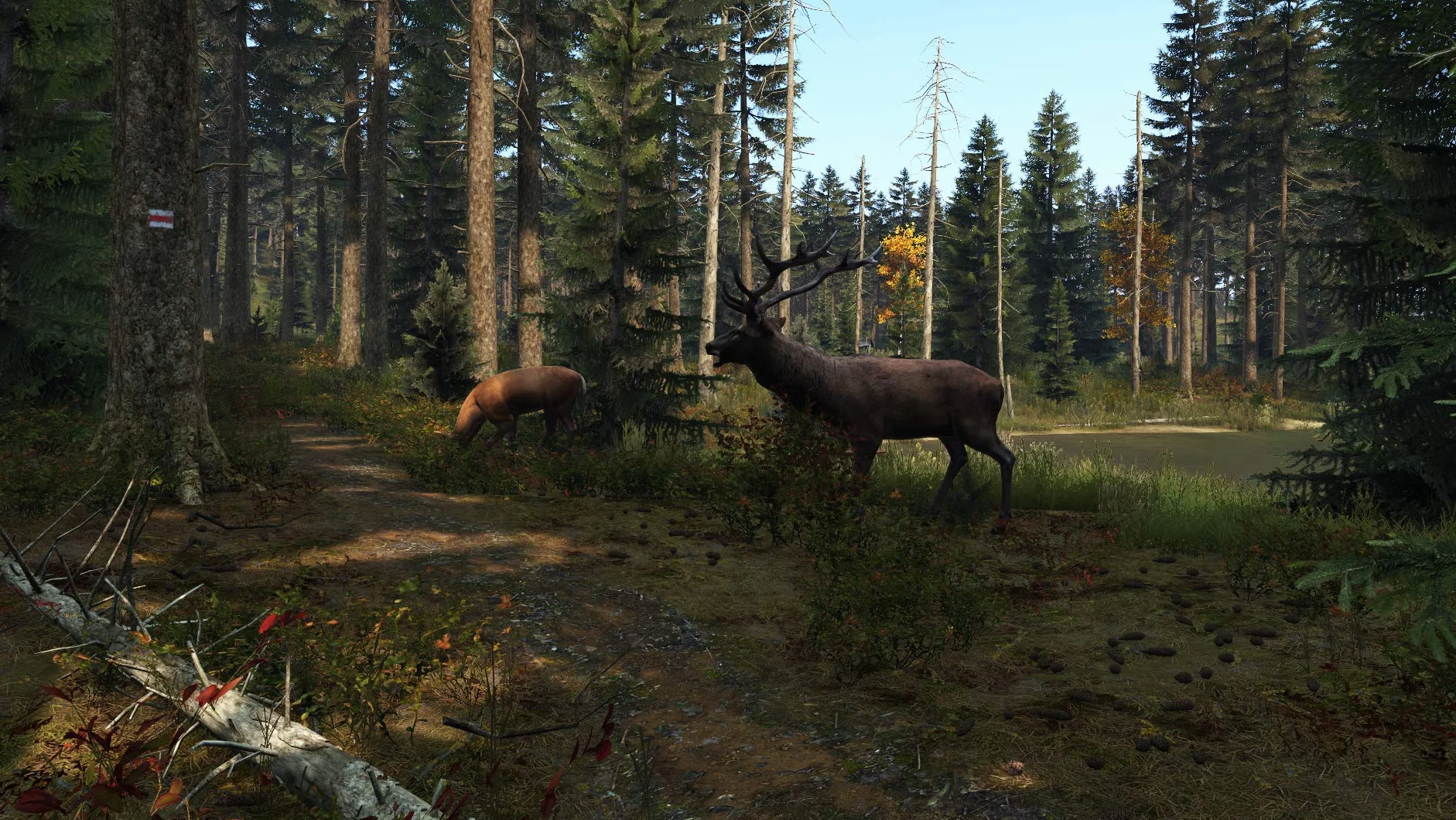 Dayz